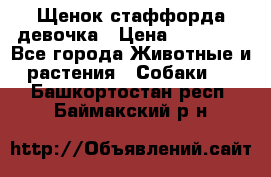 Щенок стаффорда девочка › Цена ­ 20 000 - Все города Животные и растения » Собаки   . Башкортостан респ.,Баймакский р-н